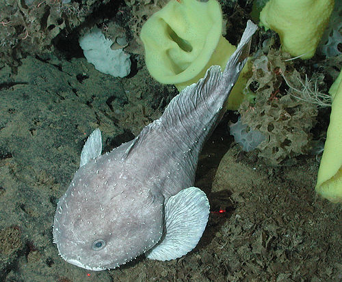 Blob sculpin